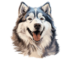 Painted Alaskan Malamute Dog