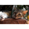 le chat