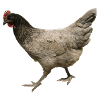 gray chicken