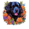 Newfoundland Dog Gift