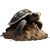Turtle Animal