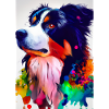 Bunter Border Collie