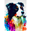 Bunter Border Collie