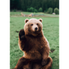 Niedlicher Hallo-Bär