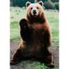 Niedlicher Hallo-Bär