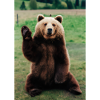 Niedlicher Hallo-Bär
