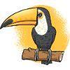 Toucan Bird Rainforest
