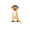 Tiere Erdmännchen Erdmännchene Geschenk