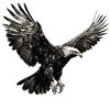 Adler im Landeanflug