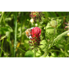 Bee Pollinated Life
