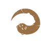 Otter