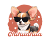 Chihuahua Papa