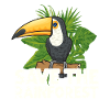 Toucan Bird Rainforest