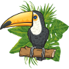 Toucan Bird Rainforest