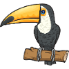 Toucan Bird Rainforest