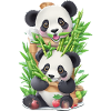 Panda bear eats bamboo