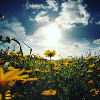 Blumenwiese