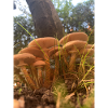 Wildpilze