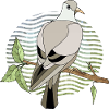 Oiseau