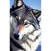 Loup | Prédateur | Chien | Mystique