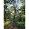Waldweg