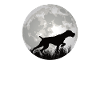 Dogs German Wirehaired Dog Owners