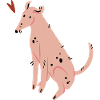 Hund