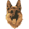 Hund
