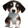 Dog Owner Australian Shepherd Puppy