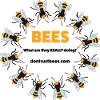 Bees - Conspiracy Theory