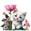 Chaton blanc