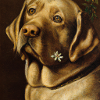 Top dog