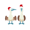 Merry Christmas Blue-footed