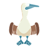 Cute blue-footed booby
