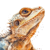 Bearded Dragon