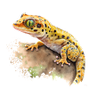 Gecko