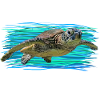 Schildkröte