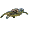 Tortue