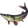 Target fish pike fishing