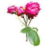 ROSENSTRAUCH