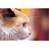 Cat's look