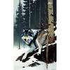 Wolf | Raubtier | Hund | Mystisch