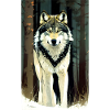 Loup | Prédateur | Chien | Mystique