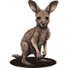 Kangourou Bébé Kangourou Marsupial Kangourou