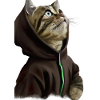 Kapuzenkatze