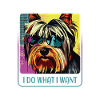 Stubborn Yorkie
