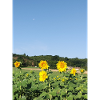 Sunflowers and morning moon