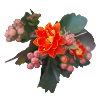 KALANCHOE SPRING FLOWERS (ORANGE)