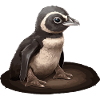 Penguin Baby Bird Chick