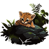 Baby Leopard Wildcat
